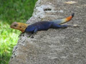 A full shot of this multi-colored lizard. I saw him on a prior trip and I had to go back and find him again, he is just so pretty. 