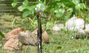 A gorgeous heron who took a break from hunting for a few minutes to look around