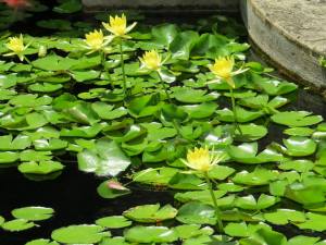 Yellow lilies