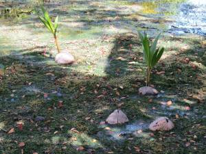 Ever see a baby coconut palm? These were wild just floating around in a swampy area. 