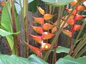 another pitcher type plant
