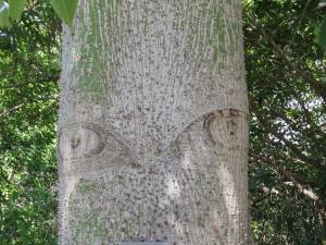 Look at the spooky eyes on this tree.  Wow.