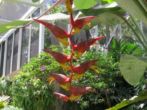 This plant has little cups that catch water and had bugs and frogs living inside them.