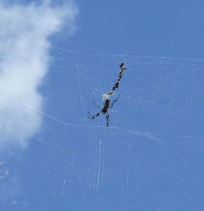 This spider was in the Madagascar section of trees and he was so big I actually gasped out loud when I saw him.  HUGE spider.