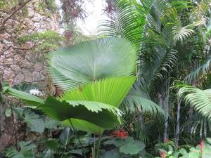 it's hard to tell the scope of this plant but it is easily 10 feet tall