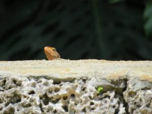 This multicolored lizard popped up to see what I was taking photos of.