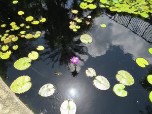 a purple lily that made me think of a good friend back home.