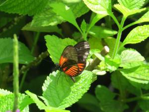 a slightly closer butterfly photo- the butterfly area is outstanding