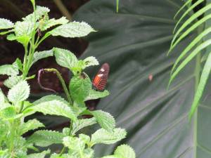 a butterfly sits lightly upon some greenery