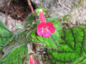 This beautiful lightly fuzzy pink horn really stood out from its green foliage