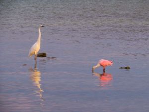 1374764_10151590979647723_1184891226_n