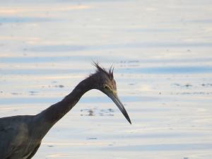 1375124_10151590977272723_1756579184_n