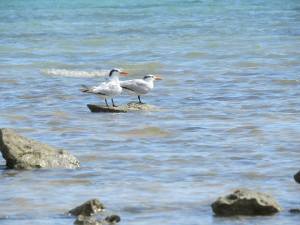 1376403_10151590977517723_1253846411_n