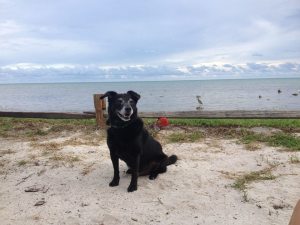 Enjoying the sand and surf