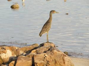 1377952_10151590977157723_1659163088_n