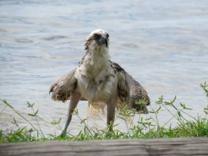 He had his catch and was determined to make it work somehow