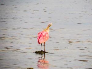 1379307_10151590978962723_1151378670_n