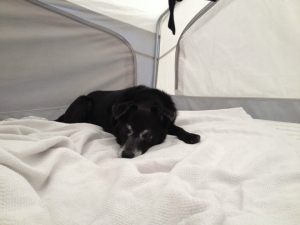 We camp but with Tempurpedic because that's how we roll...