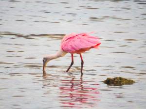 1380429_10151590979347723_1151577914_n