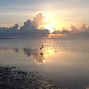 1383812_10151592024787723_1928065886_n