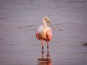 1385576_10151590981082723_292699433_n