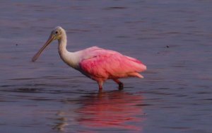 Roseate spoonbill (often mistaken for a flamingo) Rarely spotted in the FL Keys and seen much more often in the Everglades, this one made an appearance right after a hard rainstorm and stuck around for a photo shoot