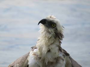 What a regal looking bird. 