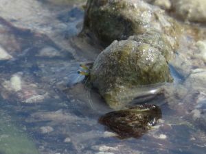 I love the little eyeballs on this conch- I was using a SUPER zoom lens