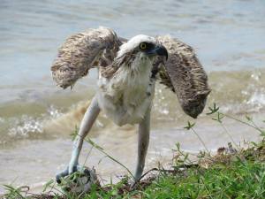 He's got it, but he can't take it home; what to do??