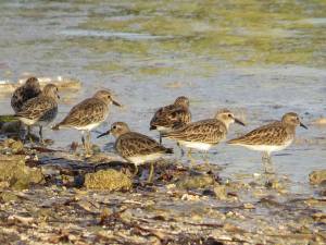 1392072_10151590976797723_1697706295_n