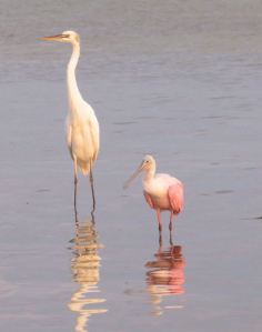 535002_10151590980412723_1911781631_n