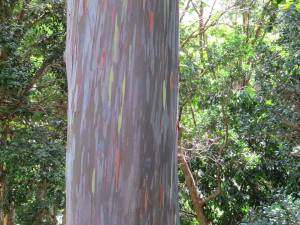 a Rainbow Eucalyptus tree, the colors on this are so surprising and amazing! 