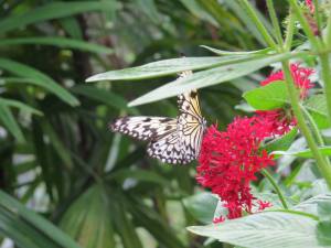 the contrast of the light butterfly on the dark red flower really caught my eye
