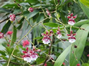 an extremely delicate, small orchid.  