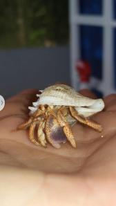 crabpet